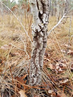 Variation in Bark Allocation and Rugosity Across Seven Co-occurring Southeastern US Tree Species